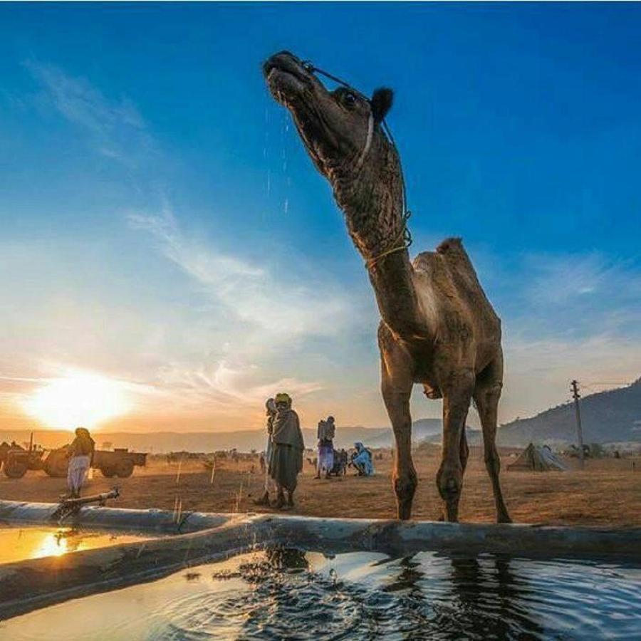 Journey Desert Camp 4*