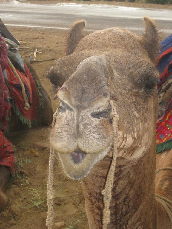 Suraj * Jaisalmer