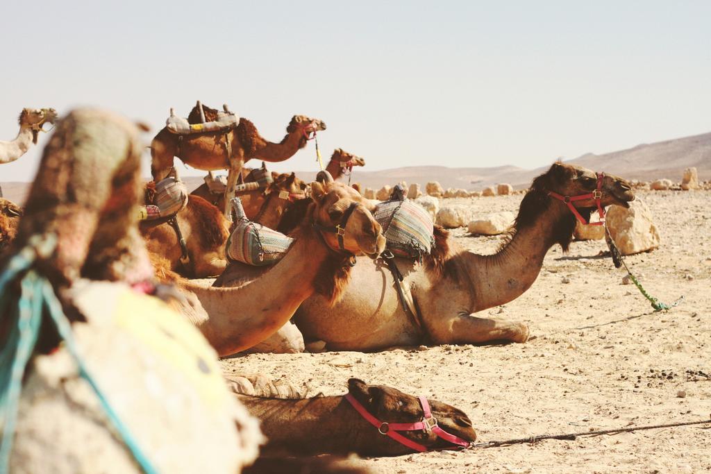 Prem Baba Jaisalmer