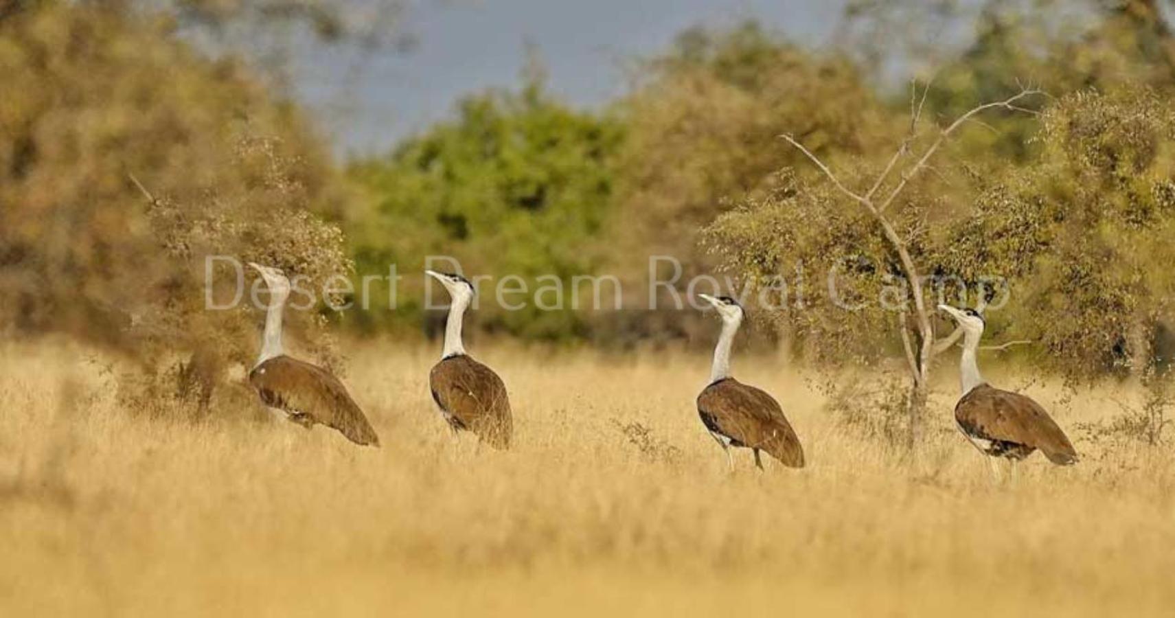 Desert Dream Royal Camp With Pool 3* Jaisalmer