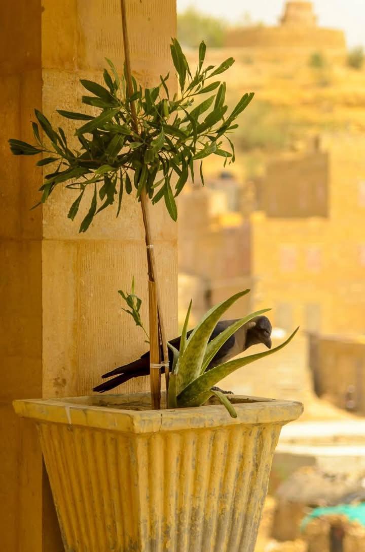 Jimmy Desert & Safari Guest house Jaisalmer